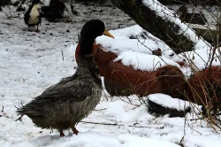 Saské, ruánské a čínské kachny